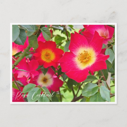 Rosa Cocktail ポストカード (正面)