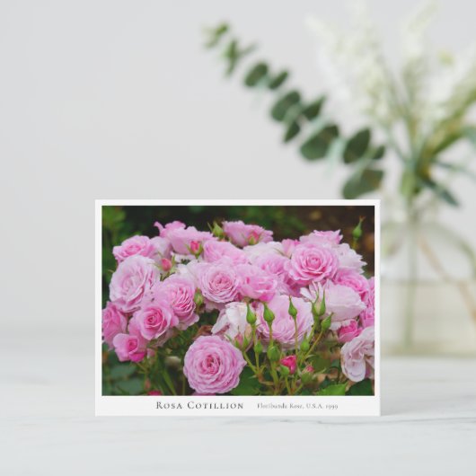 Rosa Cotillion ポストカード (スタンド正面)
