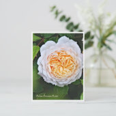 Rosa Crocus Rose ポストカード (スタンド正面)