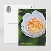 Rosa Crocus Rose ポストカード (正面/裏面)