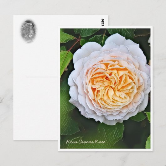 Rosa Crocus Rose ポストカード (正面/裏面)