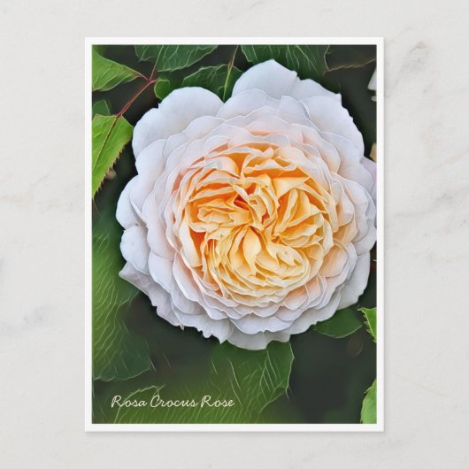 Rosa Crocus Rose ポストカード (正面)
