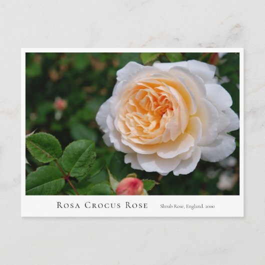 Rosa Crocus Rose ポストカード (正面)