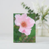 Rosa Dainty Bess ポストカード (スタンド正面)