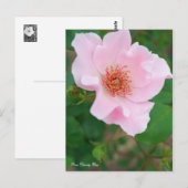 Rosa Dainty Bess ポストカード (正面/裏面)