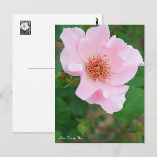 Rosa Dainty Bess ポストカード (正面/裏面)