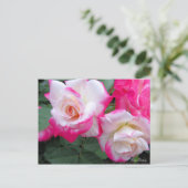 Rosa Destiny［Postcard］ ポストカード (スタンド正面)