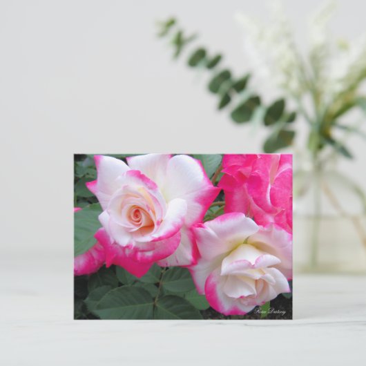 Rosa Destiny［Postcard］ ポストカード (スタンド正面)