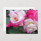 Rosa Destiny［Postcard］ ポストカード (正面/裏面)