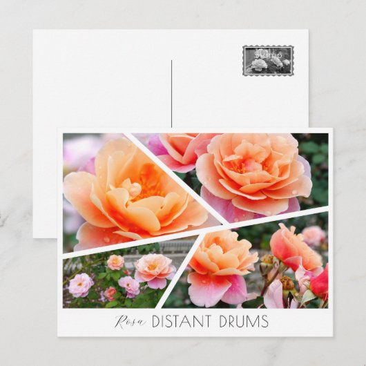 Rosa Distant Drums ポストカード (正面/裏面)