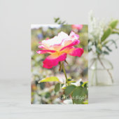 Rosa Double Delight: Flat Card (スタンド正面)