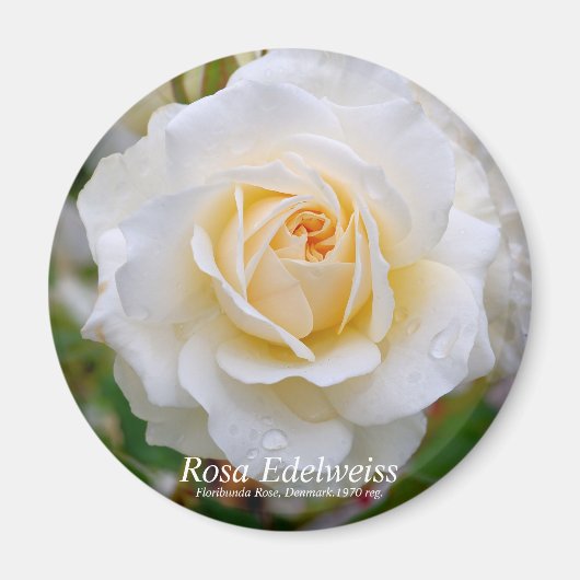 Rosa Edelweiss [ラウンドマグネット] マグネット (正面)