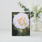Rosa Edelweiss：Postcard ポストカード (スタンド正面)