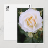 Rosa Edelweiss：Postcard ポストカード (正面/裏面)
