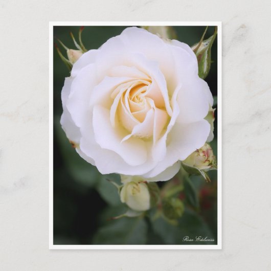 Rosa Edelweiss：Postcard ポストカード (正面)