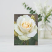 Rosa Edelweiss:Postcard ポストカード (スタンド正面)