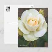 Rosa Edelweiss:Postcard ポストカード (正面/裏面)