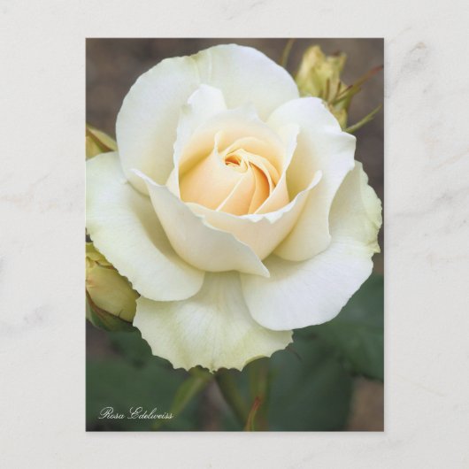 Rosa Edelweiss:Postcard ポストカード (正面)