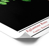 Rosa Eglanteriaブラックポスター ポスター (角)