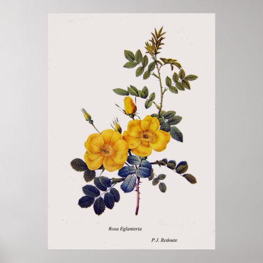 Rosa Eglanteria、野生のバラ、P. J. Redoute ポスター (正面)