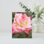 Rosa Elegant Lady ポストカード (スタンド正面)