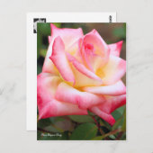 Rosa Elegant Lady ポストカード (正面/裏面)