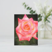 Rosa Elegant Lady ポストカード (スタンド正面)