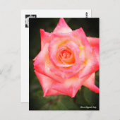 Rosa Elegant Lady ポストカード (正面/裏面)