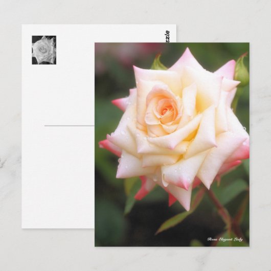 Rosa Elegant Lady ポストカード (正面/裏面)