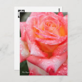 Rosa Elegant Lady ポストカード (正面/裏面)