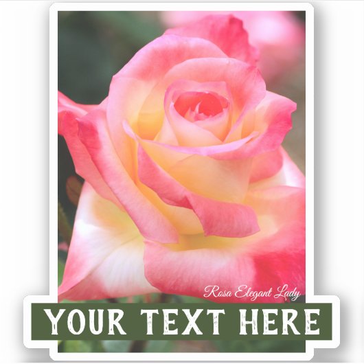 Rosa Elegant Lady [Cut Seal] シール (正面)
