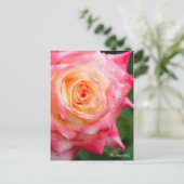 Rosa Elegant Lady [Postcard] ポストカード (スタンド正面)