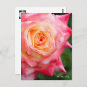 Rosa Elegant Lady [Postcard] ポストカード (正面/裏面)