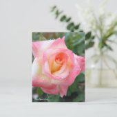 Rosa Elegant Lady [Postcard] ポストカード (スタンド正面)