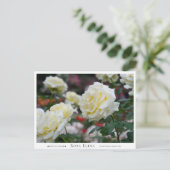 Rosa Elina ポストカード (スタンド正面)