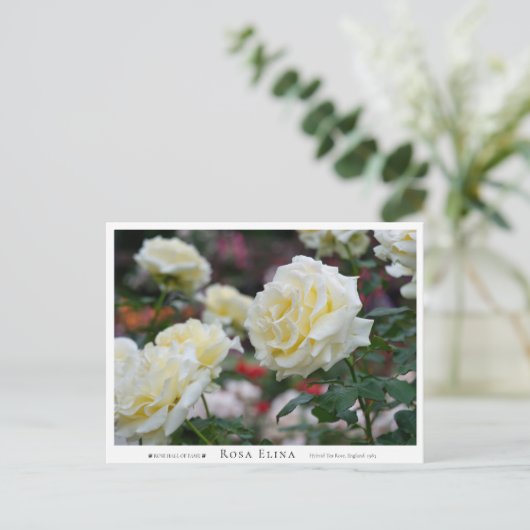 Rosa Elina ポストカード (スタンド正面)
