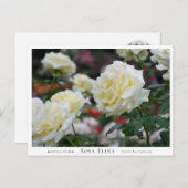 Rosa Elina ポストカード (正面/裏面)