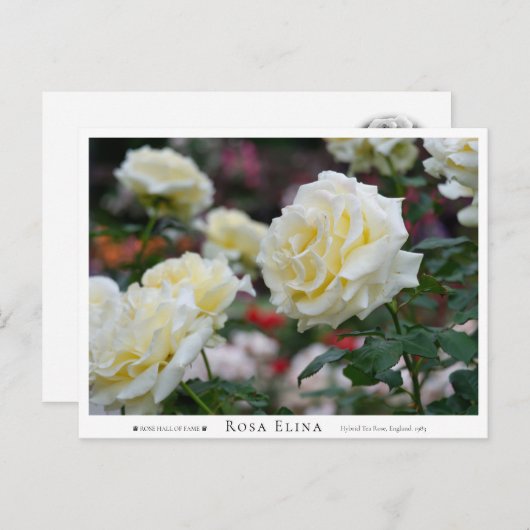 Rosa Elina ポストカード (正面/裏面)