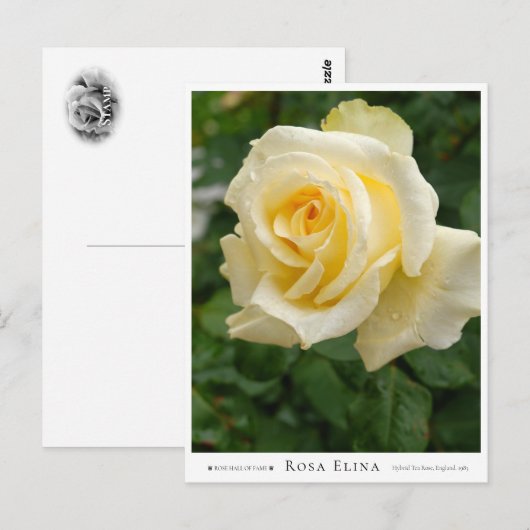 Rosa Elina ポストカード (正面/裏面)