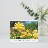 Rosa Emblem ポストカード (スタンド正面)