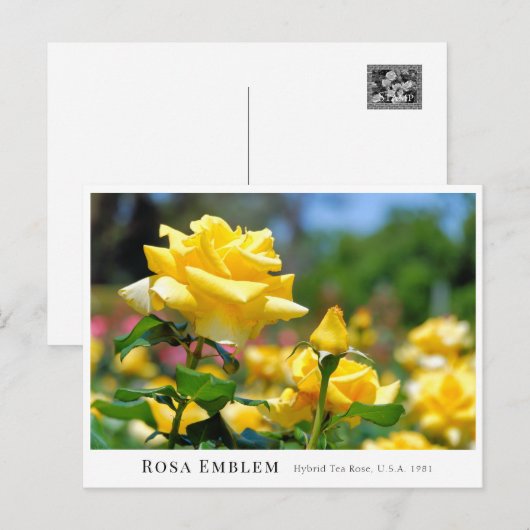 Rosa Emblem ポストカード (正面/裏面)