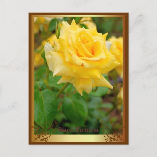 Rosa Emblem ポストカード (正面)