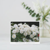 Rosa Fabulous! ポストカード (スタンド正面)