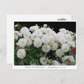 Rosa Fabulous! ポストカード (正面/裏面)