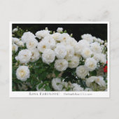 Rosa Fabulous! ポストカード (正面)