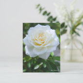 Rosa Fabulous! ポストカード (スタンド正面)