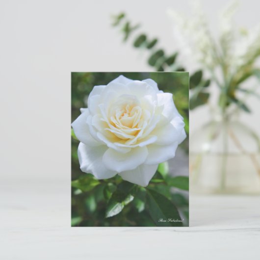 Rosa Fabulous! ポストカード (スタンド正面)