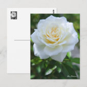 Rosa Fabulous! ポストカード (正面/裏面)