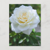 Rosa Fabulous! ポストカード (正面)