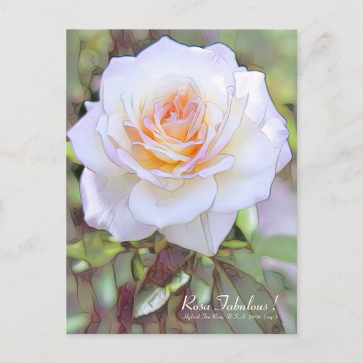 Rosa Fabulous! [Postcard] ポストカード (正面)